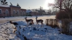 La ville de Zaysan. Région orientale du Kazakhstan, 7 janvier 2020.