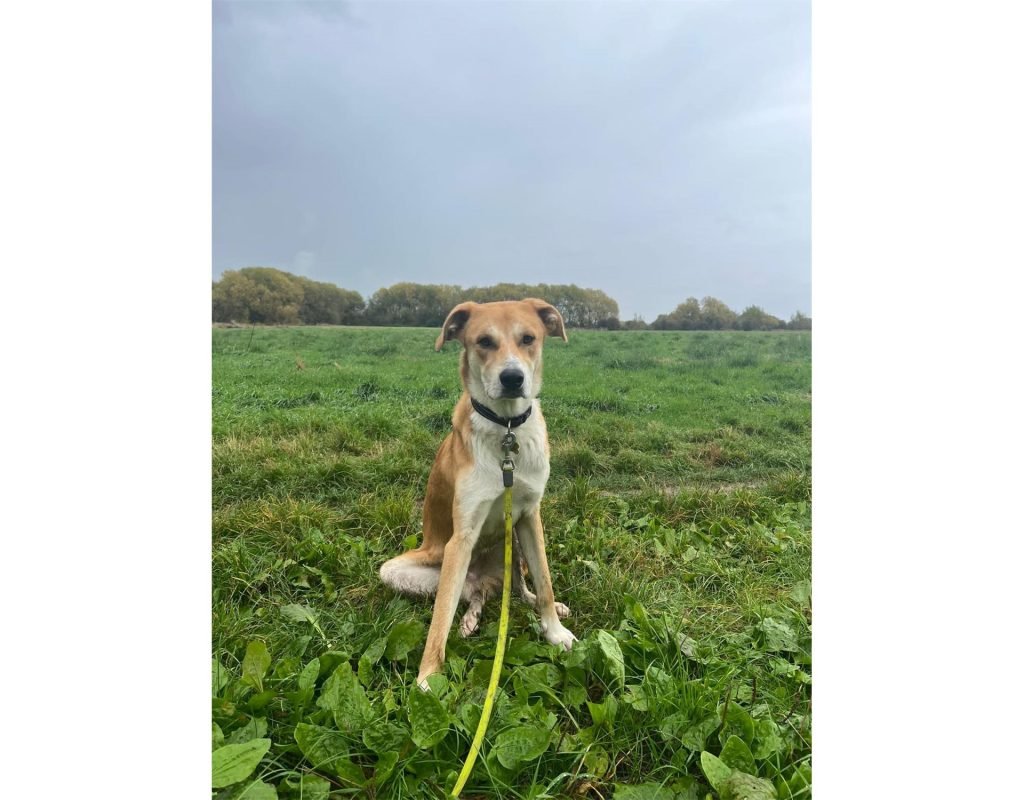 Hatchi est disponible pour adoption | Sociable mâle adulte brun de taille moyenne