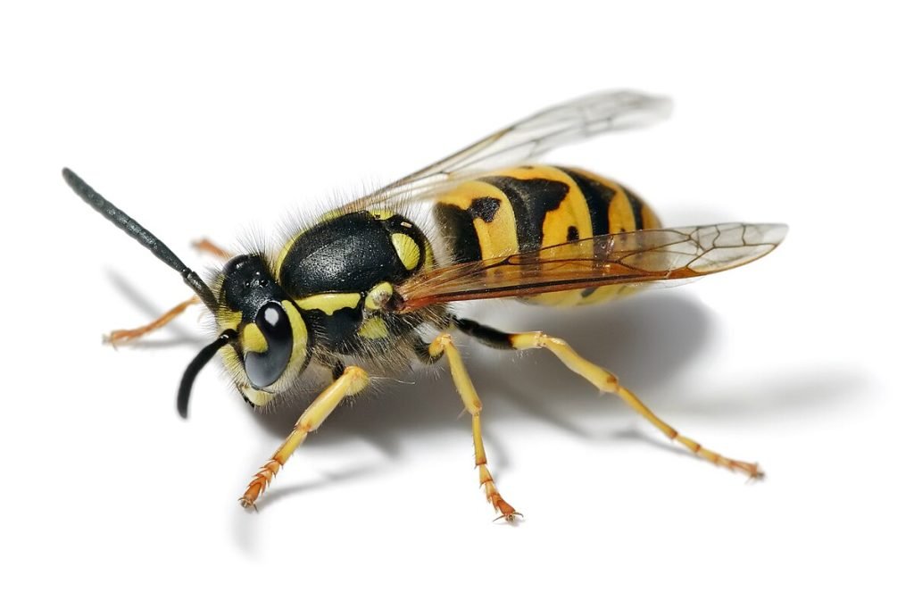 Yellowjacket – Wikipedia
