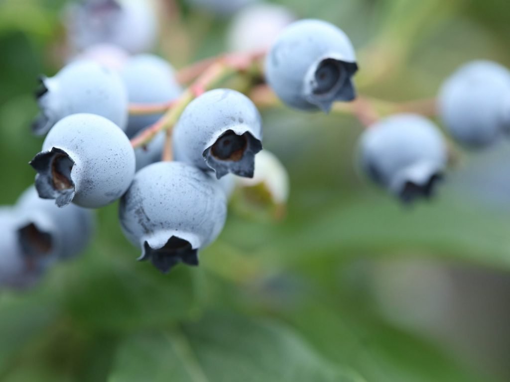 Comment faire pousser des bleuets. Présentation de tous les conseils et soins | Jardin