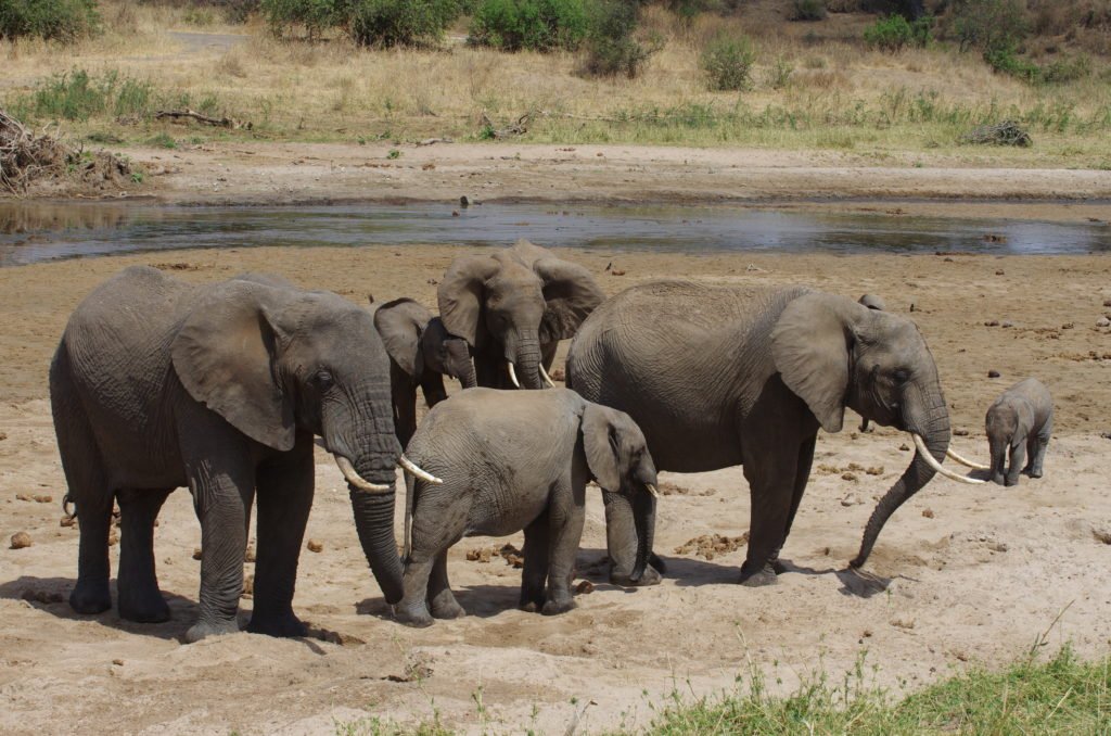 Une famille d'éléphants africains
