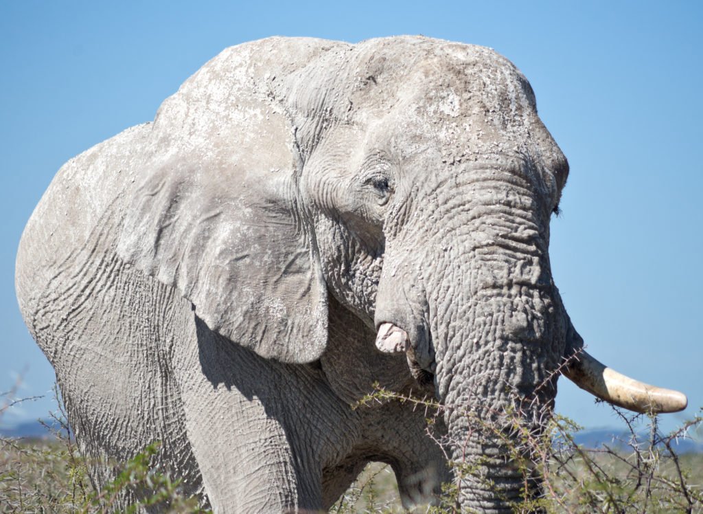 Vieux éléphant