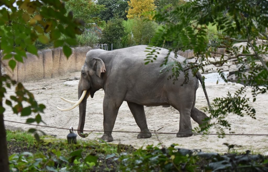 L'éléphant asiatique du zoo.