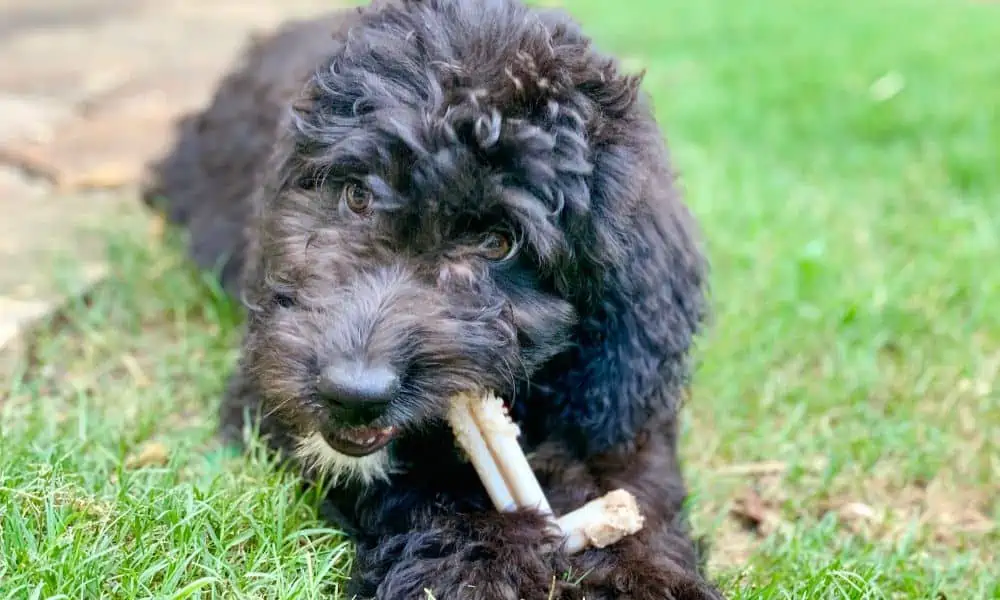 AuSiedoodle (1)