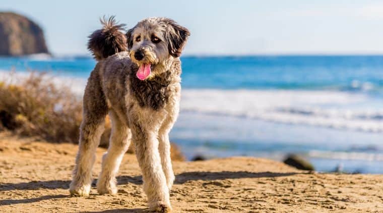 Aussiedoodle dans le portrait racial (avec des images et des informations)