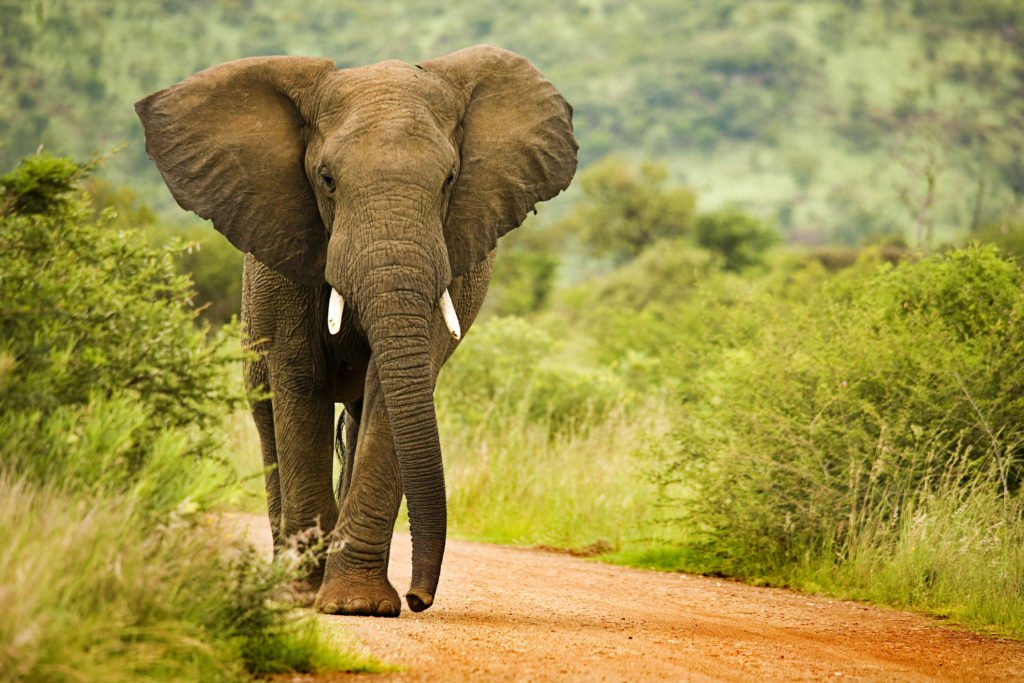 Combien de temps vivent les éléphants? Découvrez la durée de vie des éléphants (avec des photos)