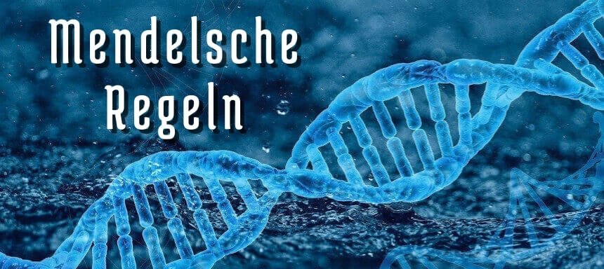 Les règles 1 à 3 de Mendel avec des images simplement expliquées