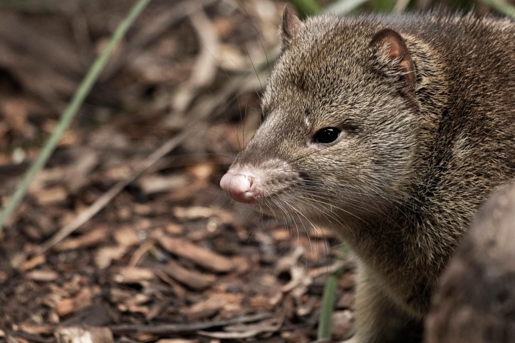 Quoll – onakindplanet