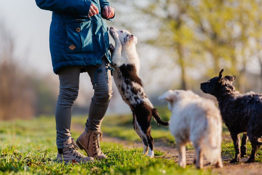 Pourquoi mon chien me saute-t-il tout d'un coup?