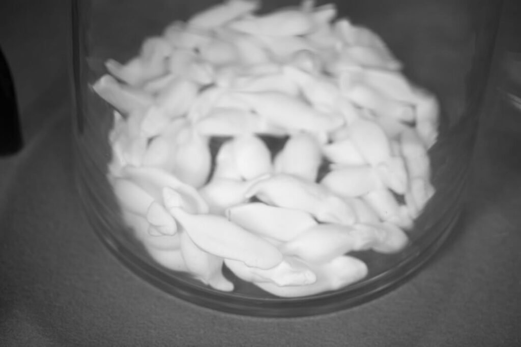 Peur des souris (Murophobie): illumination, conseils, aide à Berlin et en ligne