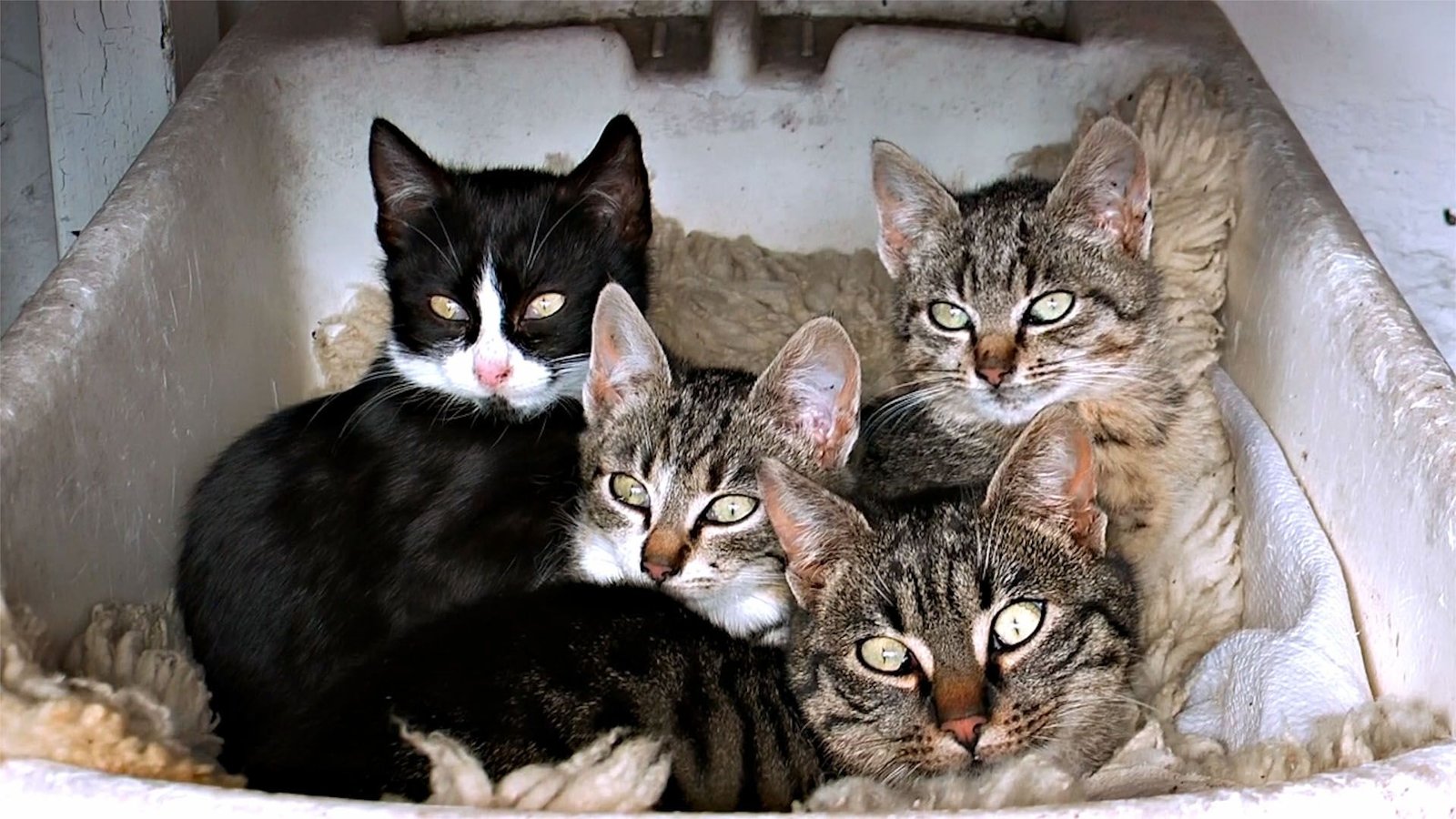 Pourquoi les enfants sont-ils légèrement différents de leurs parents?