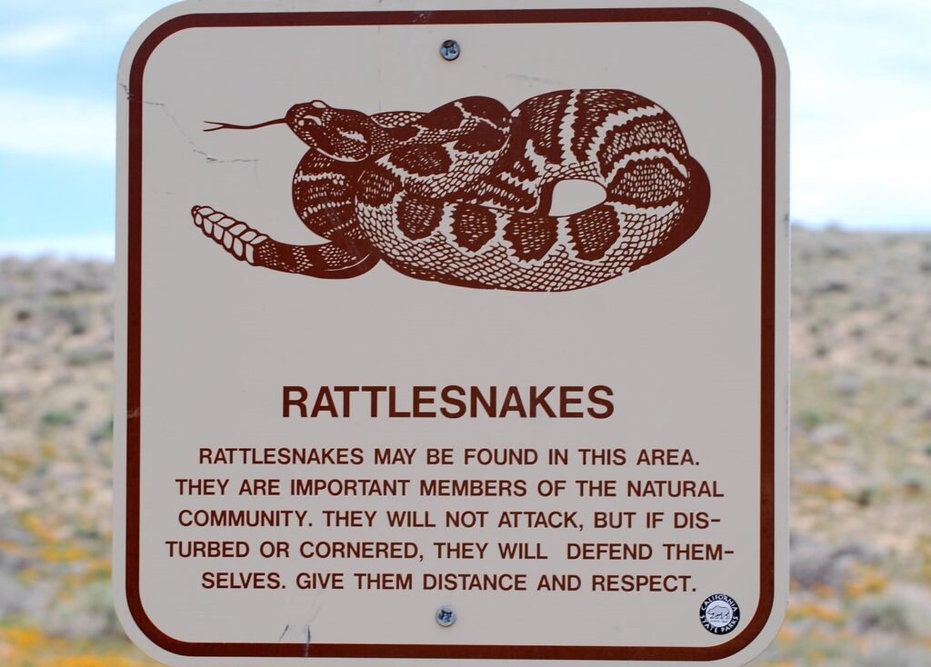 Oh, je ne t'ai pas vu là-bas! Pit Vipers et pourquoi l'Arizona prend le gâteau à la craquette