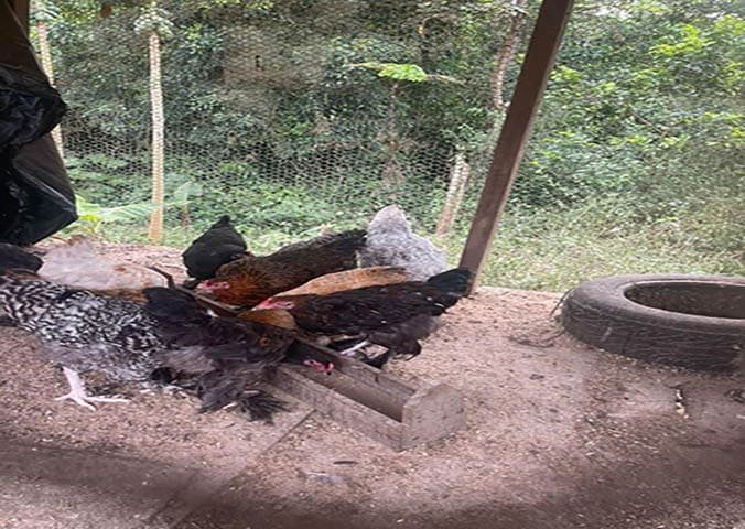 Production avicole : Le Cameroun a atteint 52 600 tonnes en 2021