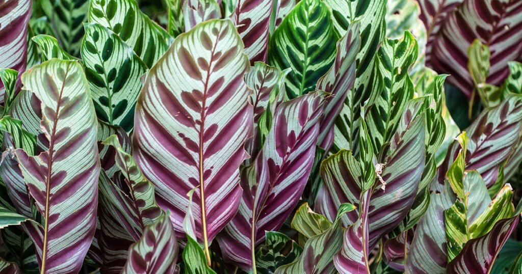 Calathea | ASPCA