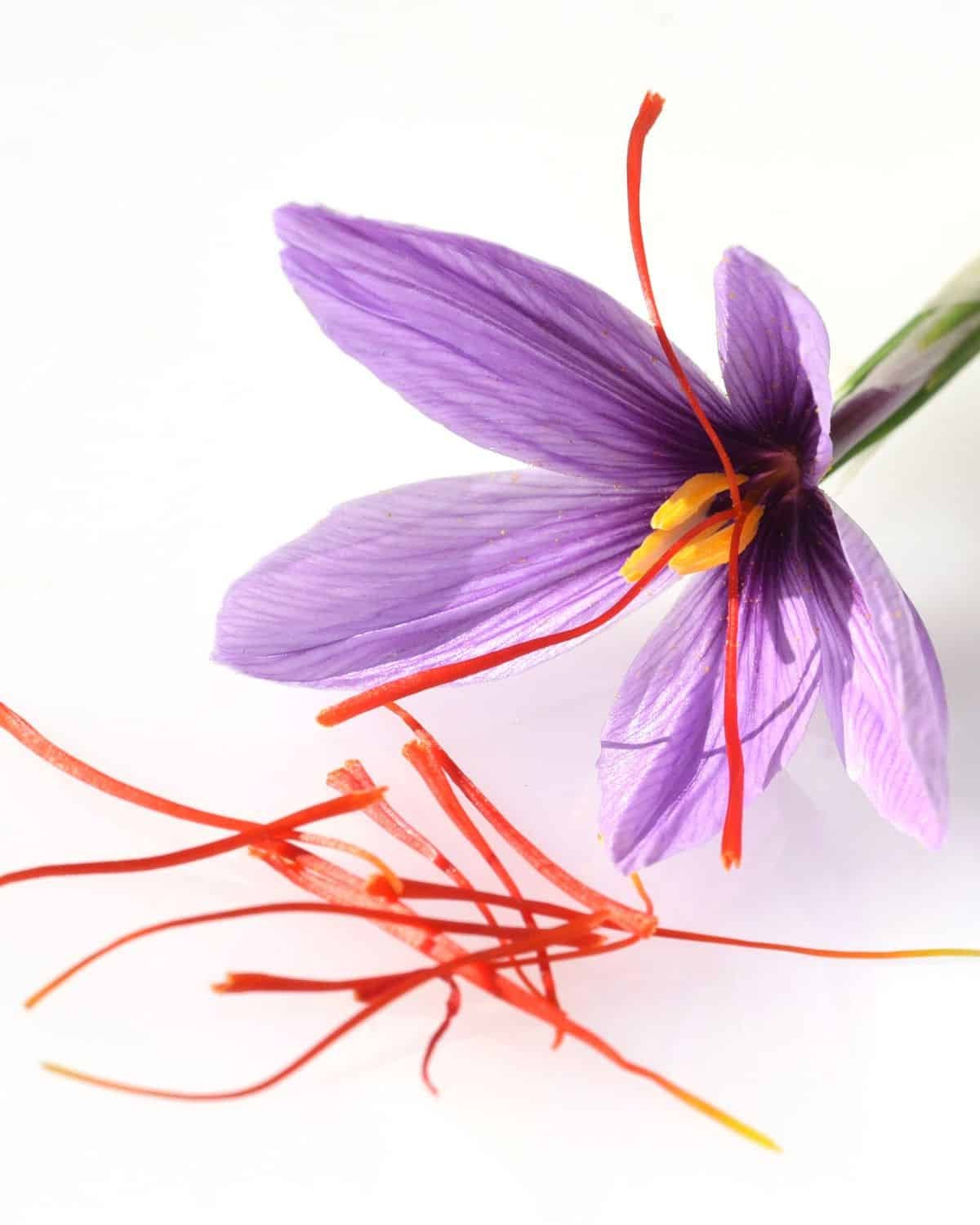 farine de crocus avec les stigmates de safran.