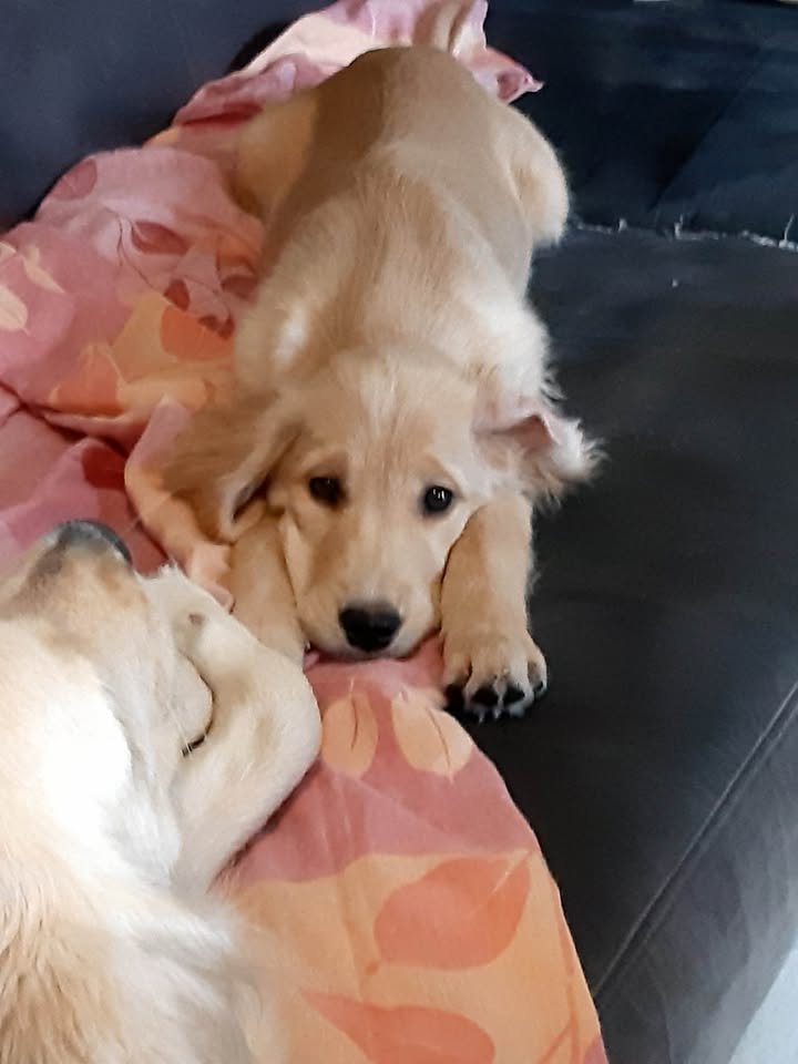 Elevage de la vallée de Chère's wood – Facebook Elevage de la vallée de Chère's wood – Facebook