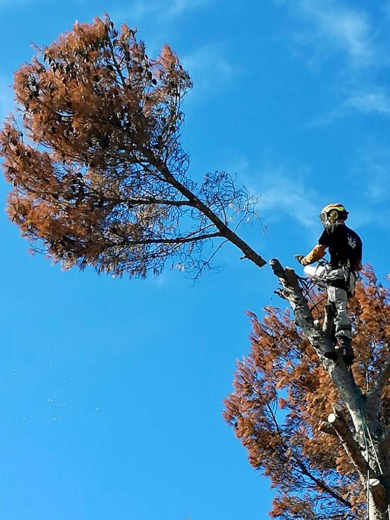 Votre spécialiste de l&rsquo;élagage à Roquevaire, avec 15 ans d&rsquo;expérience