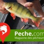 La girelle, un poisson méditerranéen haut en couleur – Peche.com