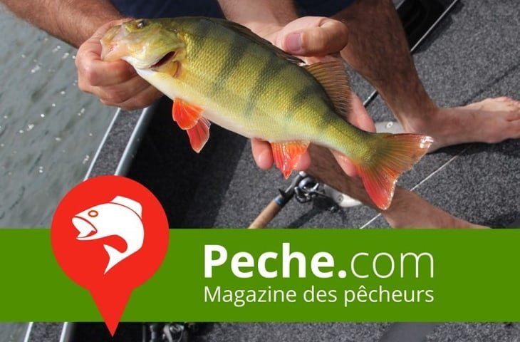 La girelle, un poisson méditerranéen haut en couleur – Peche.com La girelle, un poisson méditerranéen haut en couleur – Peche.com