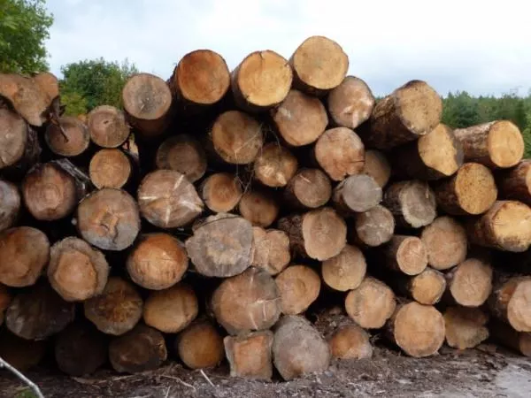 TYPES DE BOIS : Caractéristiques et classification avec exemples