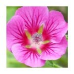 Lavatère El Rayo – Mauve du Cap – Vente en ligne de plantes de Lavatère El Rayo – Mauve du Cap pas cher
