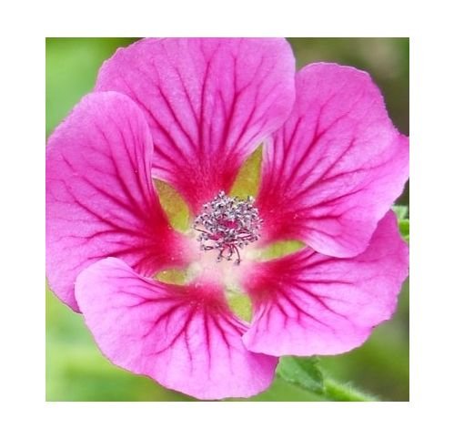 Lavatère El Rayo – Mauve du Cap – Vente en ligne de plantes de Lavatère El Rayo – Mauve du Cap pas cher